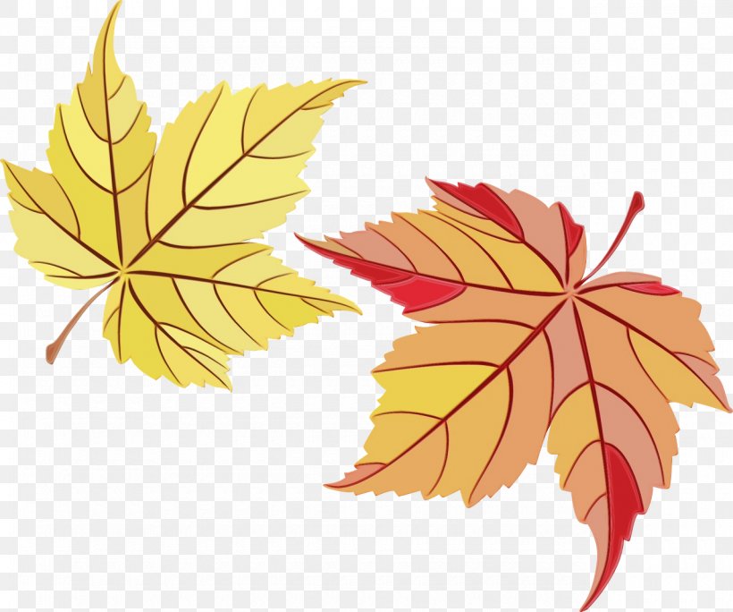 Family Tree Background, PNG, 1280x1068px, Maple Leaf, Autumn, Black Maple, Deciduous, Flower Download Free
