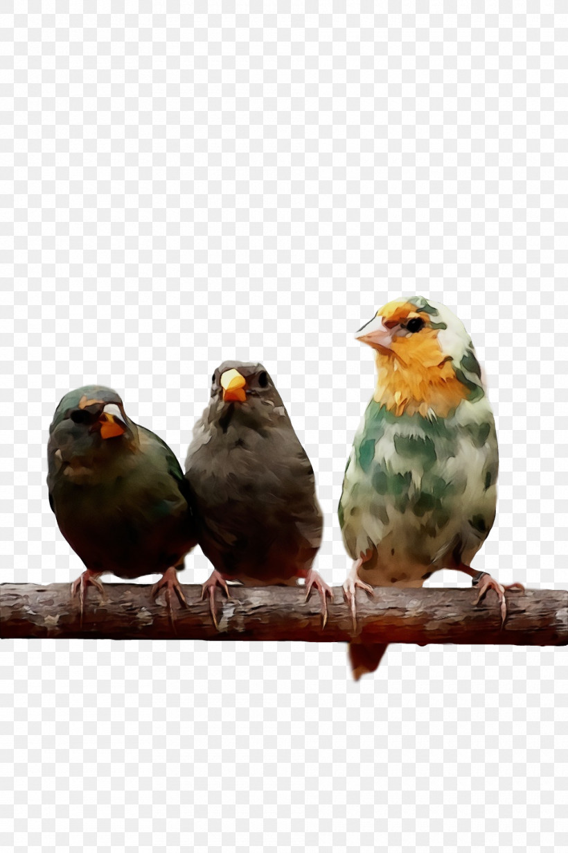 Feather, PNG, 960x1440px, Watercolor, Beak, Feather, Finches, Paint Download Free