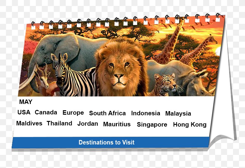 Lion Animal Wildlife Africa Pet, PNG, 772x564px, Lion, Africa, Animal, Big Cats, Calendar Download Free