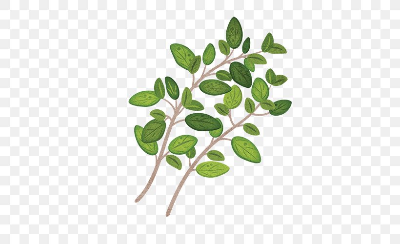 Garden Thyme Herb Parsley Leaf, PNG, 500x500px, Thyme, Borage, Branch, Courage, Essential Oil Download Free