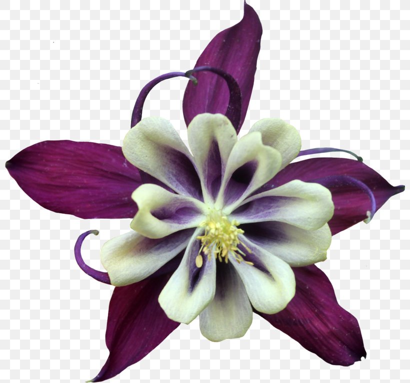 Purple Cut Flowers Download, PNG, 800x767px, Purple, Color, Columbine, Cut Flowers, Flower Download Free
