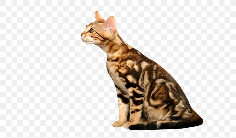 Bengal Cat California Spangled Malayan Cat Sokoke American Shorthair, PNG, 640x482px, Bengal Cat, American Shorthair, American Wirehair, Asian, Bengal Download Free