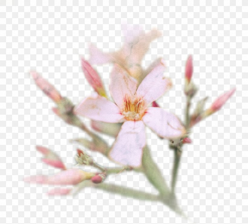 Cherry Blossom Flower Petal Spring, PNG, 893x809px, Blossom, Branch, Branching, Cherry, Cherry Blossom Download Free