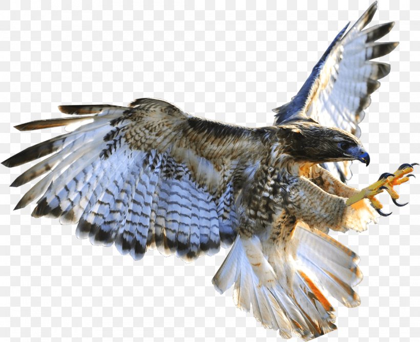 Hawk Azerbaijan Buzzard Eagle Falconry, PNG, 1107x904px, Hawk, Accipitriformes, Azerbaijan, Beak, Bird Download Free
