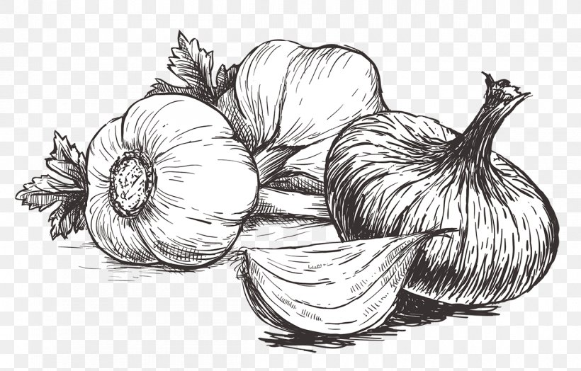 Illustration Vector Graphics Drawing IStock Garlic, PNG, 1200x768px, Drawing, Artwork, Black And White, Condiment, Flowering Plant Download Free