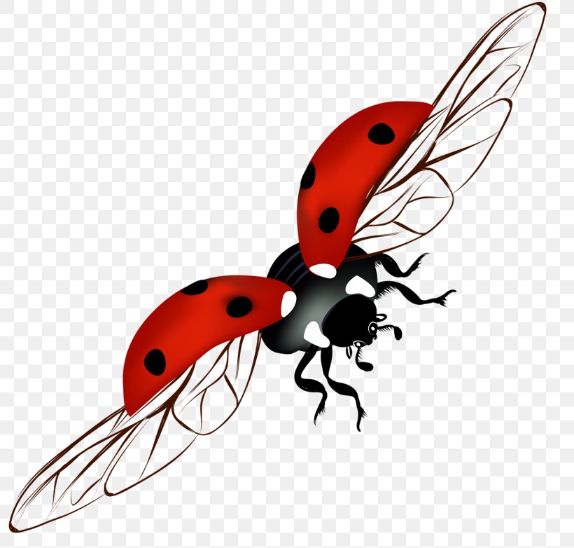 Ladybird Clip Art, PNG, 800x782px, Ladybird, Arthropod, Beetle, Coccinella Septempunctata, Fishing Bait Download Free