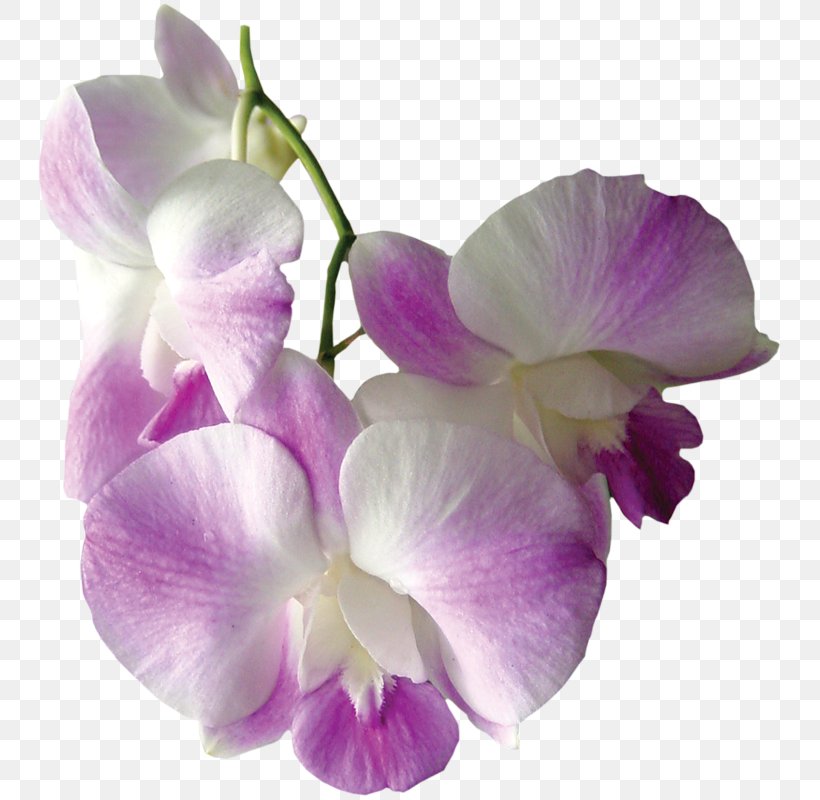 Moth Orchids Flower Clip Art, PNG, 749x800px, Orchids, Cattleya, Cattleya Orchids, Cattleya Percivaliana, Christmas Orchid Download Free