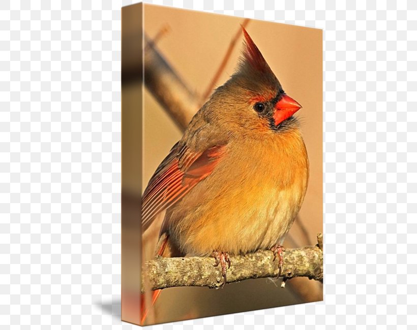 Northern Cardinal Finches Gallery Wrap American Sparrows, PNG, 463x650px, Cardinal, American Sparrows, Art, Beak, Bird Download Free