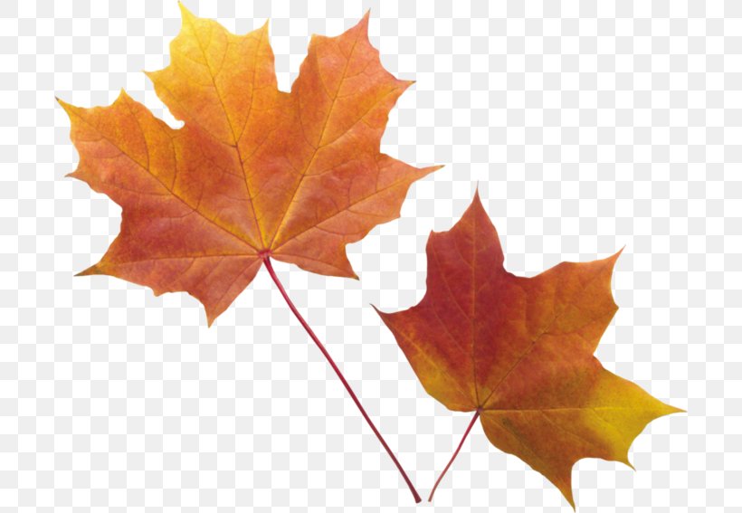 Autumn Leaf Color Clip Art, PNG, 700x567px, Autumn Leaf Color, Autumn, Display Resolution, Image Resolution, Leaf Download Free