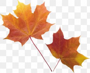 Autumn - Autumn Leaf Color Clip Art PNG