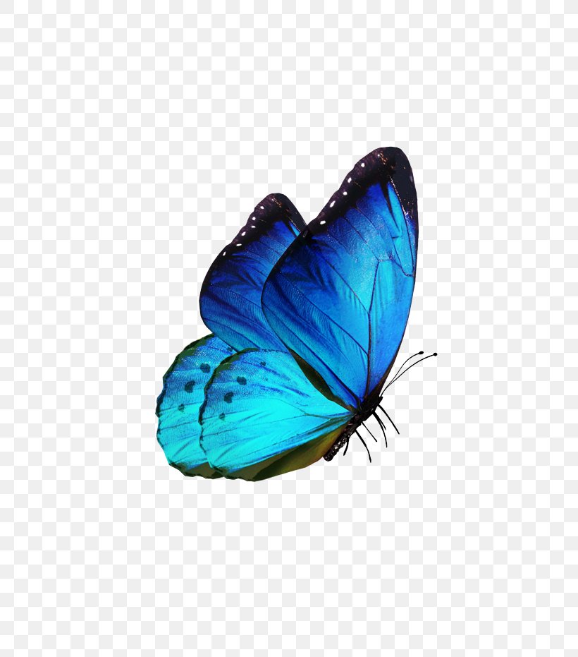 Butterfly Insect Clip Art, PNG, 658x931px, Butterfly, Blue, Butterflies And Moths, Color, Editing Download Free