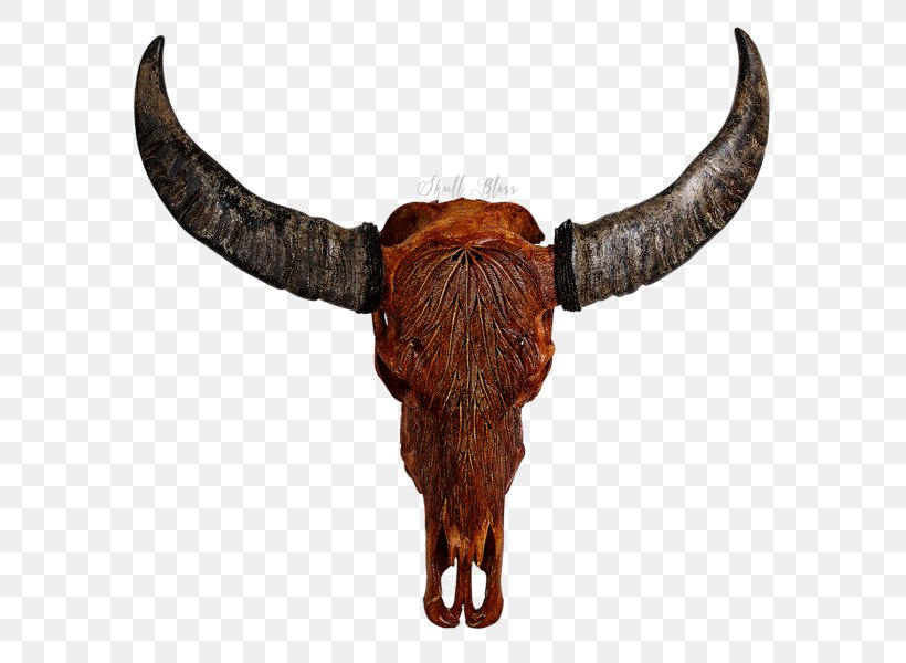 Cattle Horn Animal Skulls Bison, PNG, 600x600px, Cattle, Animal, Animal Skulls, Bison, Bull Download Free