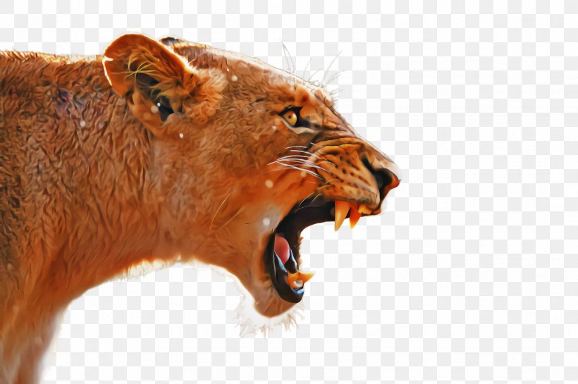 Lion Roar Facial Expression Wildlife Snout, PNG, 2452x1632px, Lion, Facial Expression, Roar, Snout, Tooth Download Free