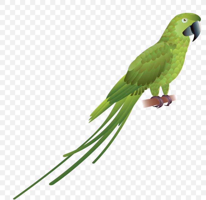 Parrot Red-and-green Macaw Bird Scarlet Macaw Blue-and-yellow Macaw, PNG, 800x799px, Parrot, Beak, Bird, Blueandyellow Macaw, Common Pet Parakeet Download Free
