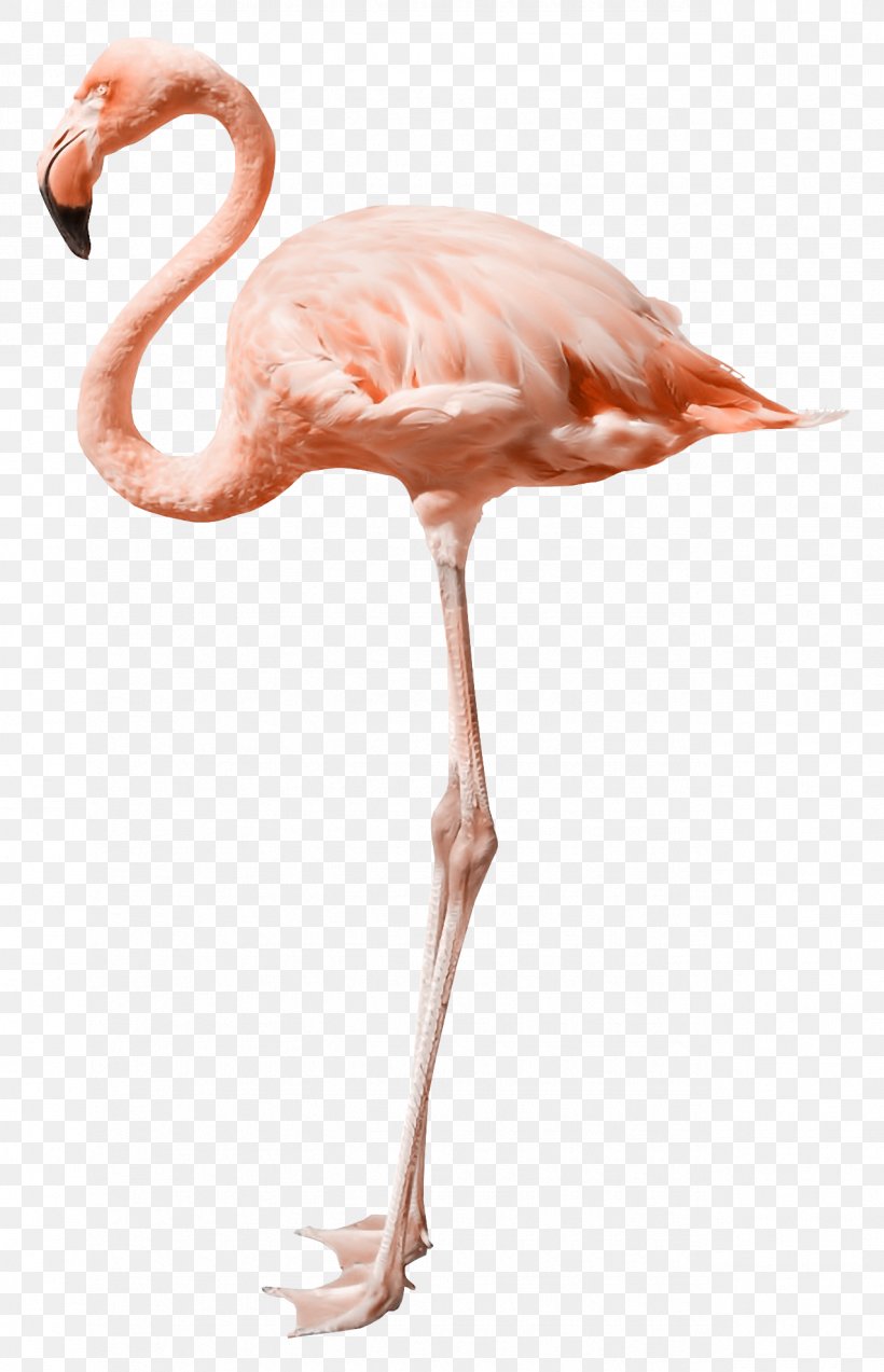 Flamingo Stock Photography, PNG, 1275x1980px, Flamingo, Beak, Bird, Flamingos, Fotosearch Download Free