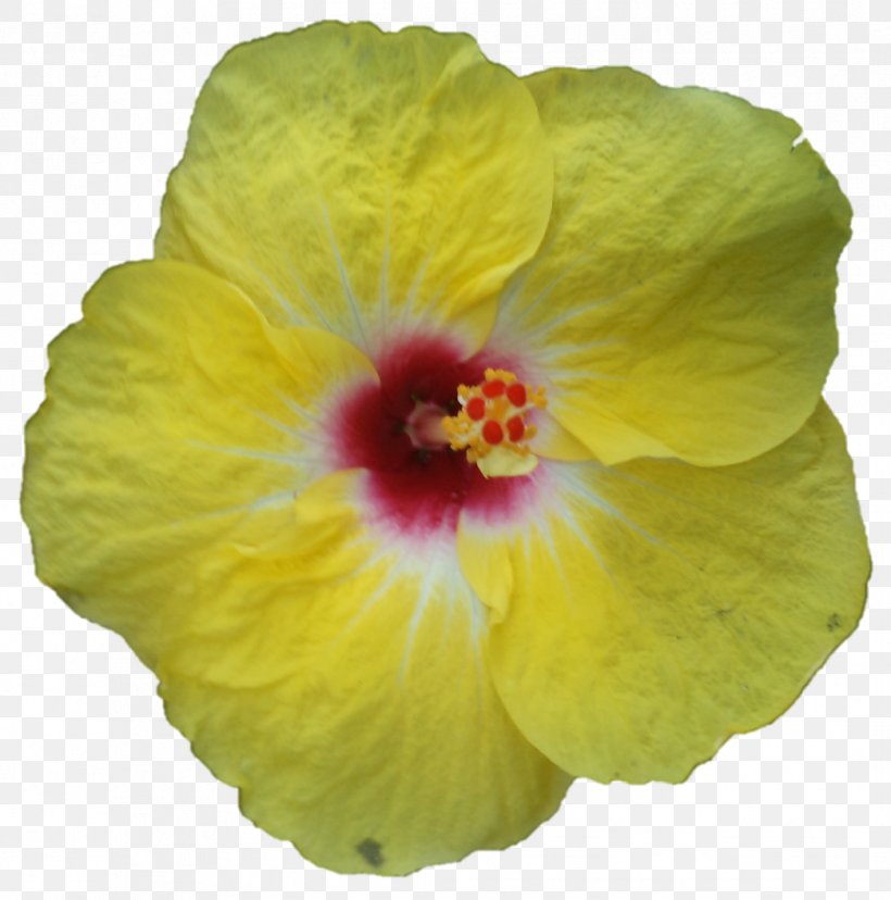 Shoeblackplant Annual Plant Herbaceous Plant Plants Rosemallows, PNG, 1044x1055px, Shoeblackplant, Annual Plant, Chinese Hibiscus, Flower, Flowering Plant Download Free
