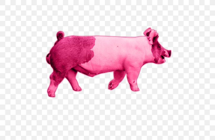 Pig Cattle Mammal Pink M Snout, PNG, 520x536px, Pig, Animal, Animal Figure, Cattle, Cattle Like Mammal Download Free