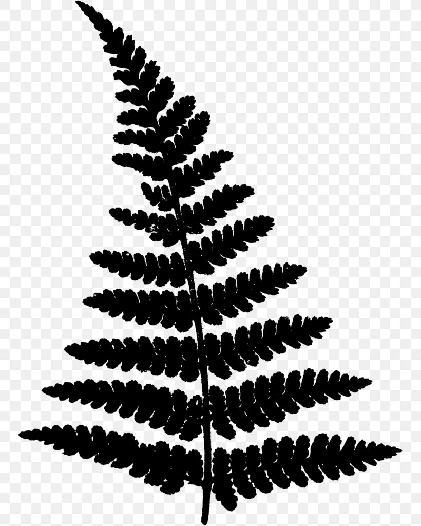 Clip Art Image Fern, PNG, 749x1024px, Fern, Blackandwhite, Blog, Botany, Branch Download Free