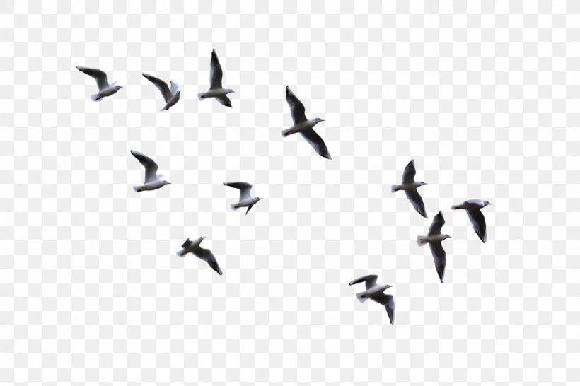 Bird Flight Gulls, PNG, 1024x683px, Bird, Animal Migration, Beak, Bird Migration, Black And White Download Free