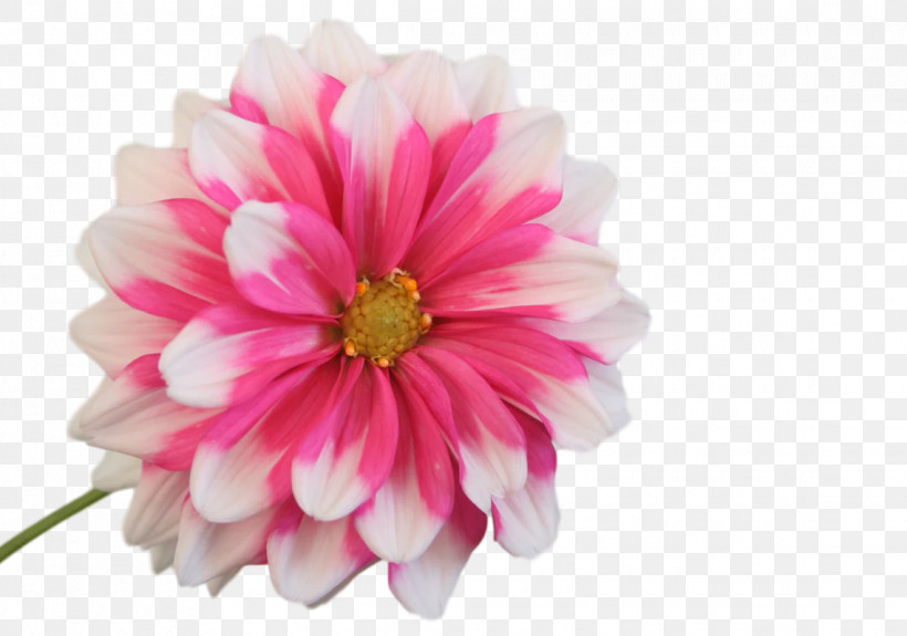 Dahlia Cut Flowers Transvaal Daisy Chrysanthemum Petal, PNG, 1140x800px, Dahlia, Biology, Chrysanthemum, Cut Flowers, Flower Download Free