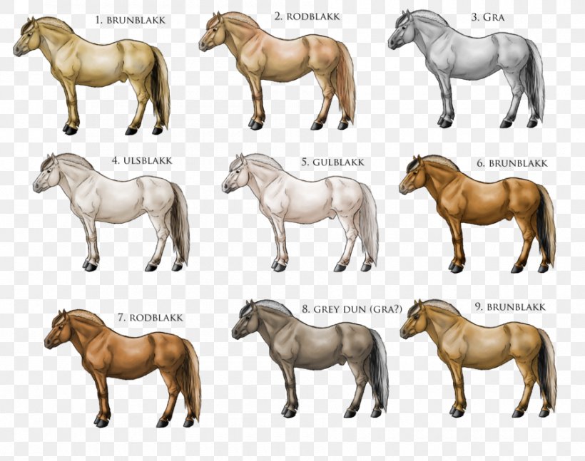 Fjord Horse American Quarter Horse Pony Equine Coat Color, PNG, 900x711px, Fjord Horse, American Quarter Horse, Animal, Animal Figure, Breed Download Free