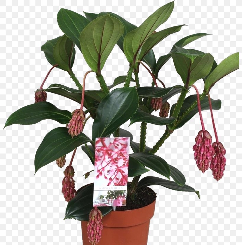 Flowerpot Medinilla Magnifica Leaf Houseplant Epiphyte, PNG, 800x830px, Flowerpot, Bud, Epiphyte, Flower, Houseplant Download Free