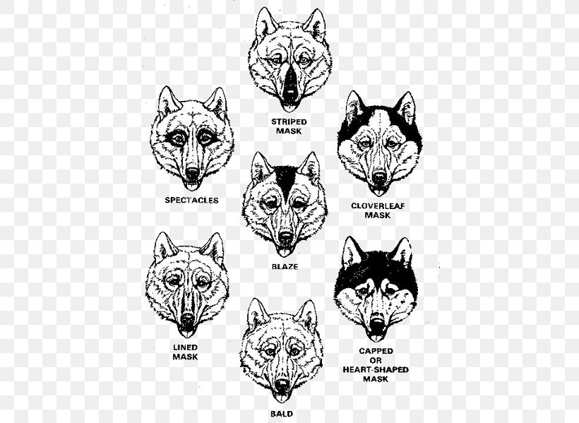 Whiskers Siberian Husky Snout Canidae, PNG, 427x599px, Whiskers, Animal, Art, Artwork, Black And White Download Free