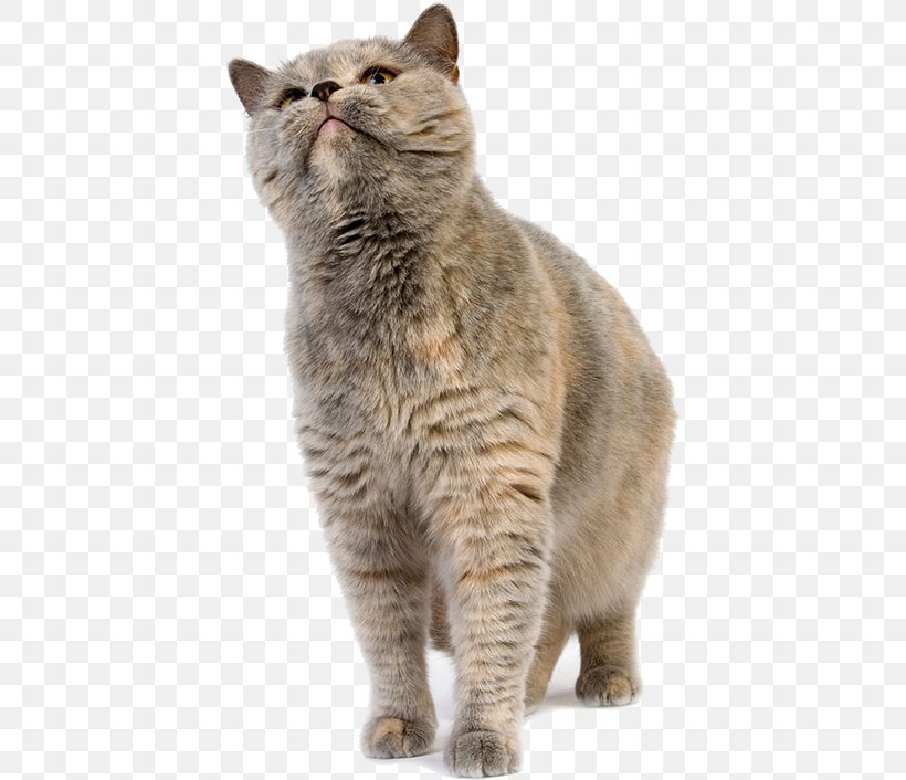 British Shorthair European Shorthair British Semi-longhair Dragon Li California Spangled, PNG, 415x706px, British Shorthair, Abyssinian, Animal, Asian, British Semi Longhair Download Free