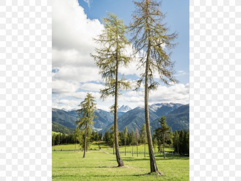 Dolomites Lajen Rodeneck Dollarama Trail, PNG, 1000x750px, Dolomites, Alps, Biome, Conifer, Dollarama Download Free