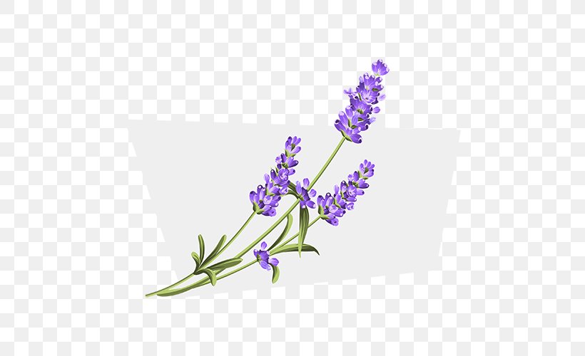 English Lavender, PNG, 500x500px, English Lavender, Creative Market, Flora, Flower, Flowering Plant Download Free