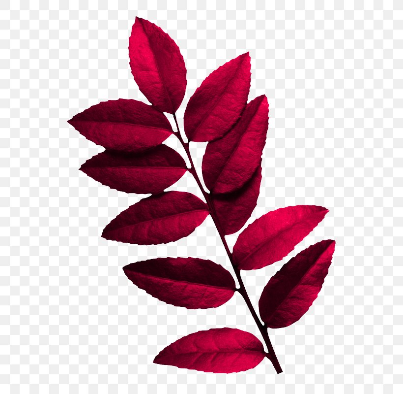 Leaf Red Plant Flower Petal, PNG, 598x800px, Leaf, Flower, Magenta, Petal, Plant Download Free