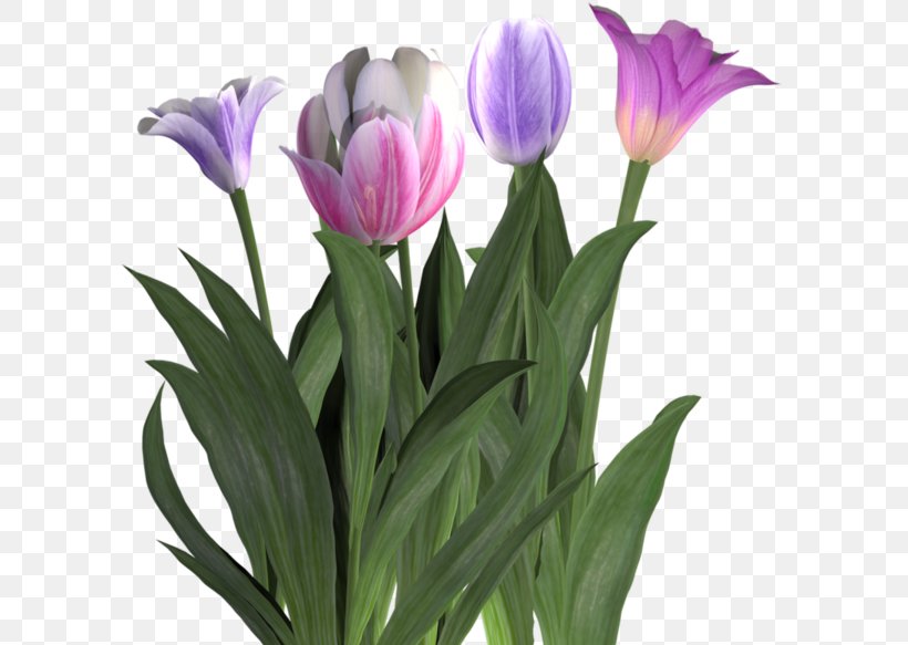 Cut Flowers Tulip Plant, PNG, 600x583px, Flower, Cut Flowers, Floristry, Flowering Plant, Flowerpot Download Free