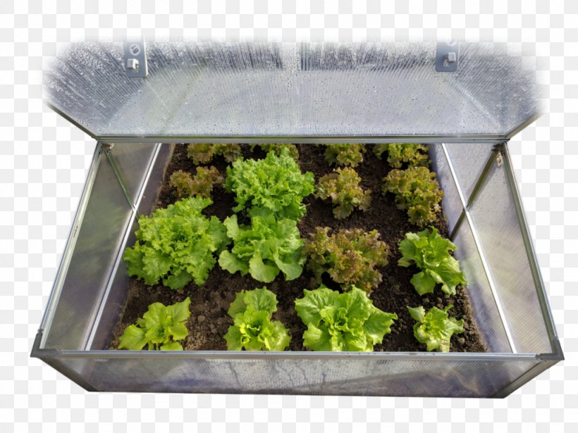 Lettuce Gardening Leaf Vegetable, PNG, 1024x768px, Lettuce, Cold Frame, Flowerpot, Food, Garden Download Free