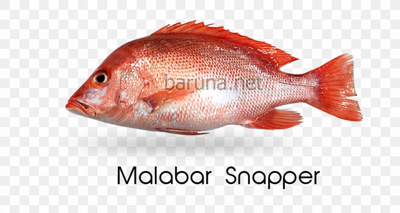 Northern Red Snapper Fish Products Tilapia Oily Fish Perch, PNG, 886x472px, Northern Red Snapper, Animal Source Foods, Biology, Fish, Fish Products Download Free