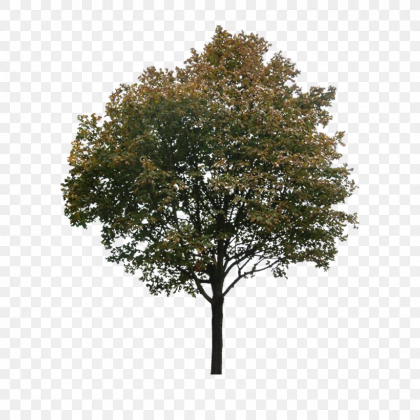 Tree, PNG, 1276x1276px, Tree, Branch, Color, Leaf, Oak Download Free