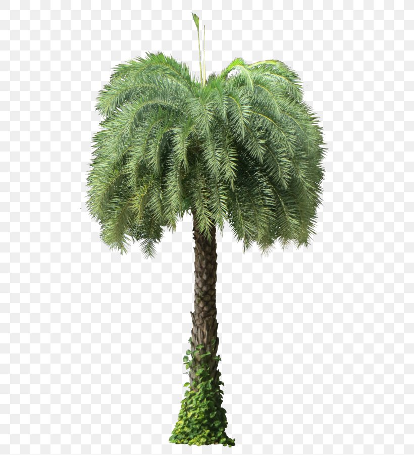 Asian Palmyra Palm Date Palm Phoenix Sylvestris Arecaceae Oil Palms, PNG, 506x901px, Asian Palmyra Palm, Arecaceae, Arecales, Borassus, Borassus Flabellifer Download Free
