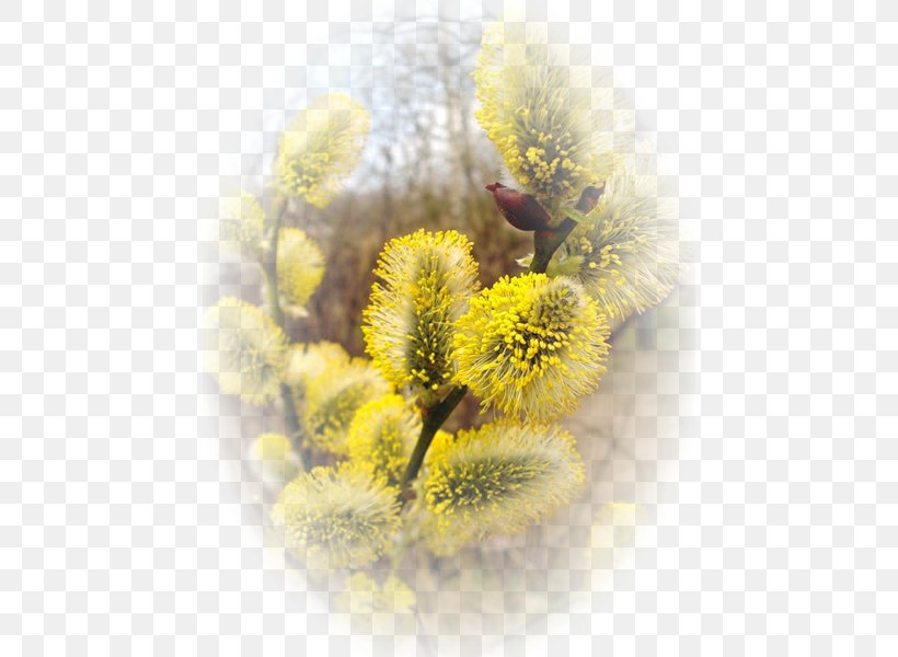 Close-up, PNG, 450x600px, Closeup, Close Up, Flower, Macro Photography, Pollen Download Free