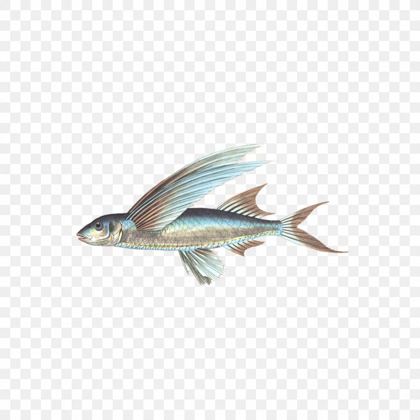 Fish, PNG, 1024x1024px, Fish, Animal, Catfish, Fauna, Fin Download Free
