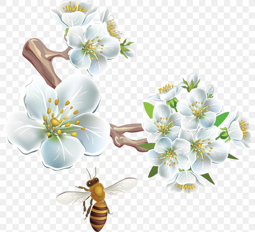 Flower White, PNG, 800x746px, Flower, Blossom, Branch, Cherry Blossom, Cut Flowers Download Free