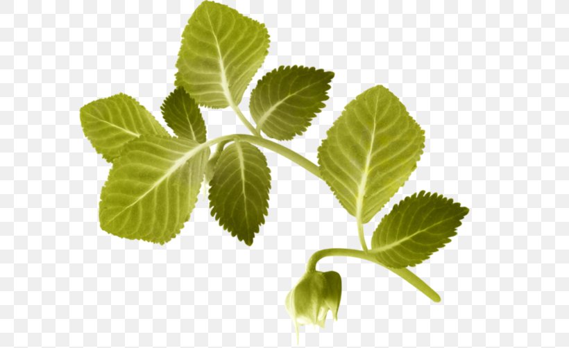 Herbalism Leaf Tree, PNG, 600x502px, Herbalism, Herb, Leaf, Plant, Tree Download Free