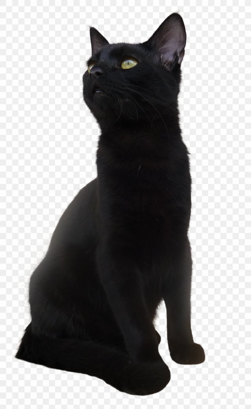 Bombay Cat Korat European Shorthair Black Cat, PNG, 1410x2295px, Cat, Ad Blocking, Asian, Black, Black And White Download Free