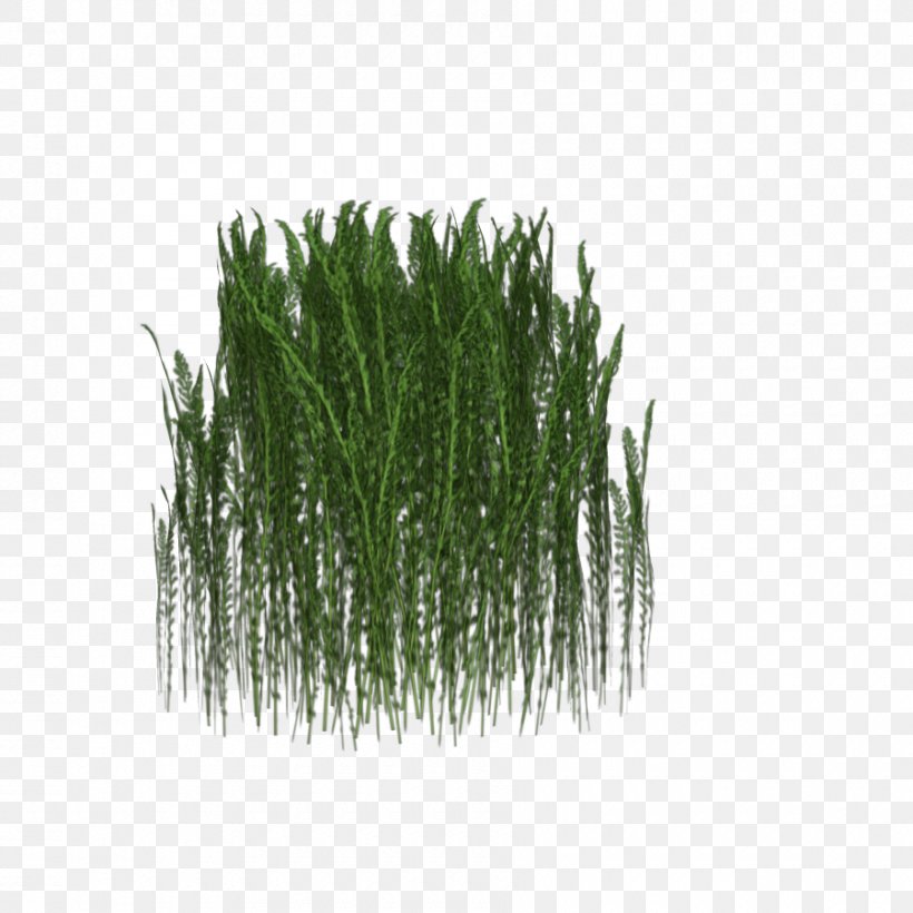 Clip Art Grass Image Download, PNG, 900x900px, Grass, Chrysopogon, Evergreen, Grass Family, Grasses Download Free