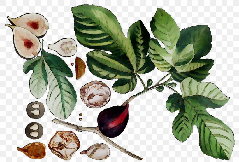 Fruit The Bell Jar Common Fig Herbalism, PNG, 1547x1052px, Fruit, Arctostaphylos, Arctostaphylos Uvaursi, Bell Jar, Botany Download Free