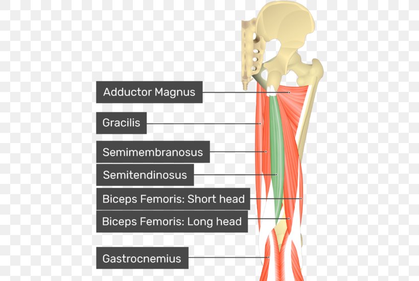 Gluteus Medius Gluteus Maximus Gluteus Minimus Gluteal Muscles, PNG, 470x550px, Watercolor, Cartoon, Flower, Frame, Heart Download Free