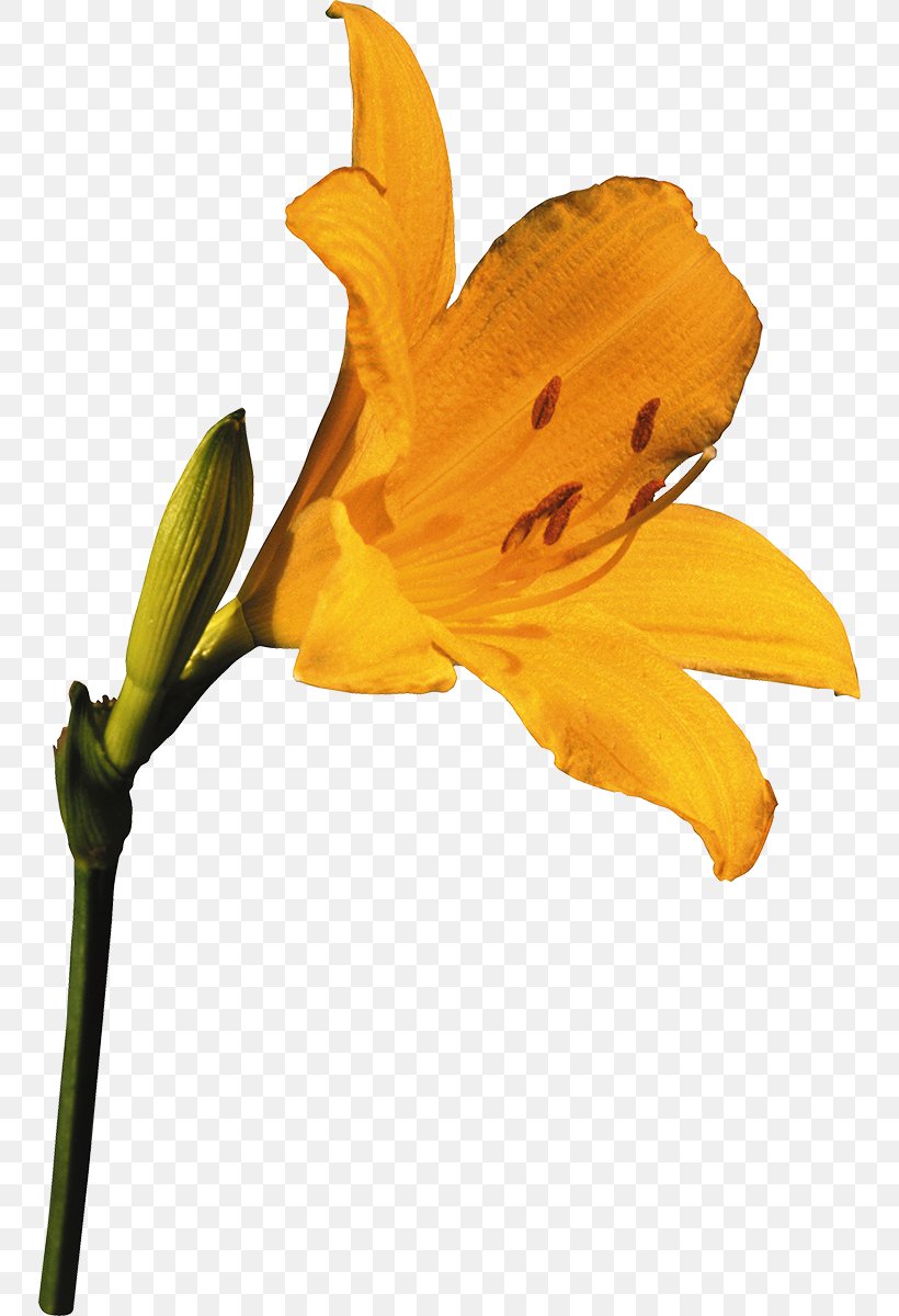 Hemerocallis Lilioasphodelus Flower Yellow Lilium Orange, PNG, 750x1200px, Hemerocallis Lilioasphodelus, Botany, Cut Flowers, Daylily, Flora Download Free