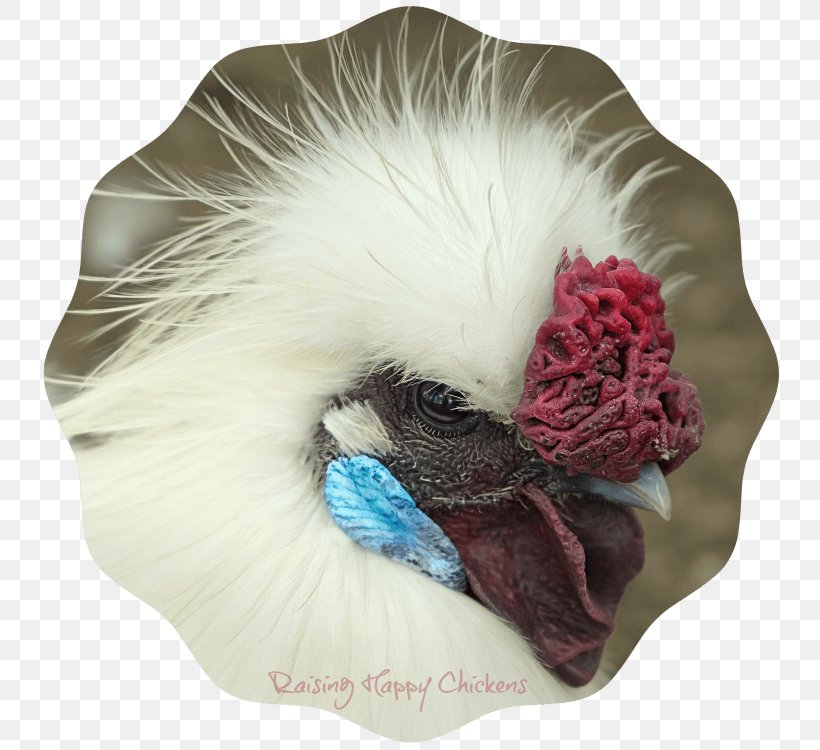 Silkie Pekin Chicken Rosecomb Ancona Chicken, PNG, 750x750px, Silkie, Ancona Chicken, Bantam, Beak, Breed Download Free