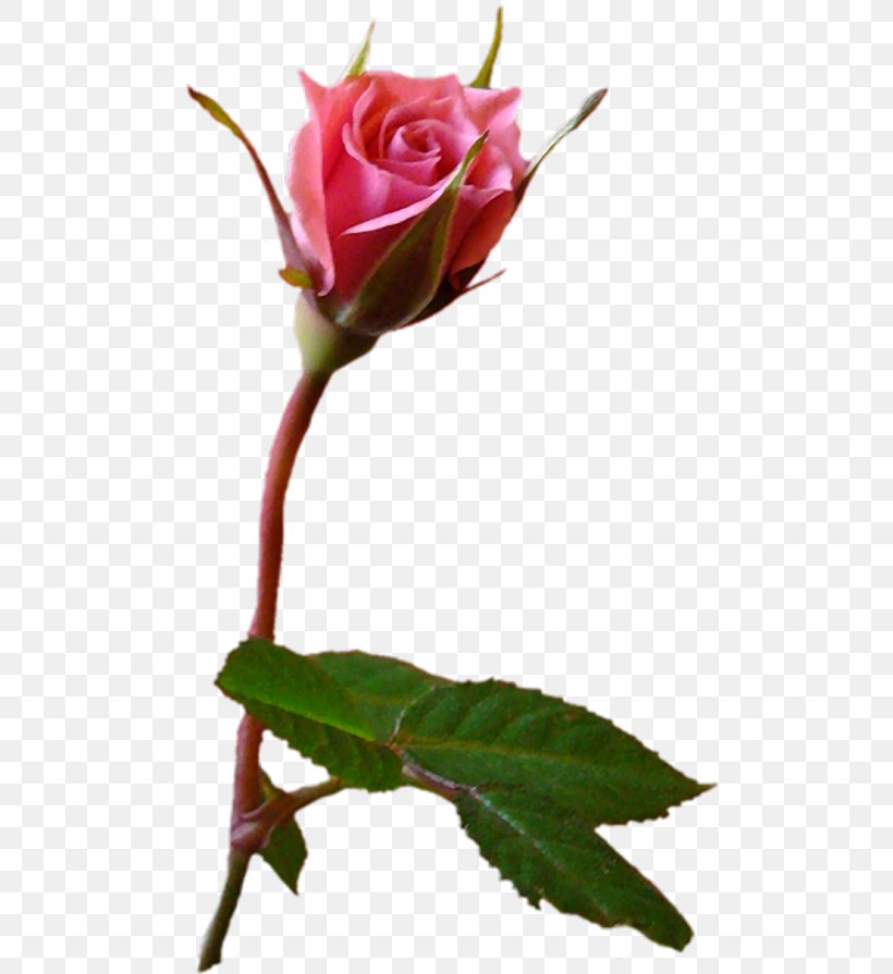 Garden Roses Cabbage Rose Pink Flower Бутон, PNG, 500x895px, Garden Roses, Blue, Bud, Cabbage Rose, Color Download Free