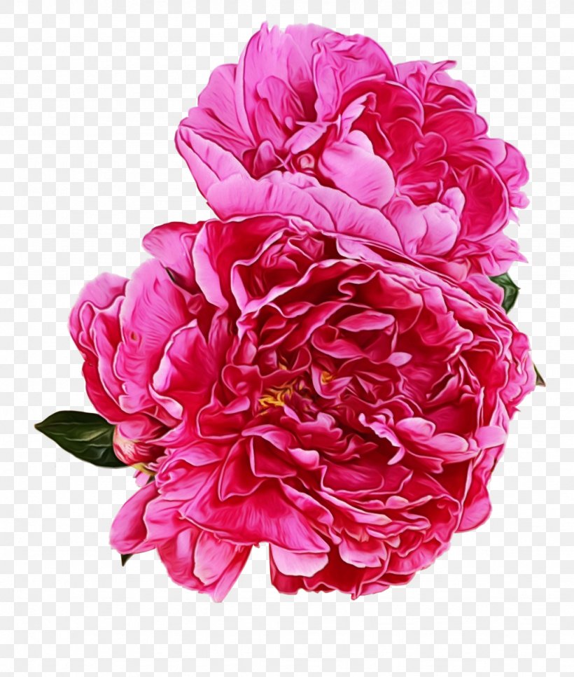 Peony Garden Roses Clip Art, PNG, 1024x1208px, Peony, Artificial Flower, Camellia, Chinese Peony, Common Peony Download Free