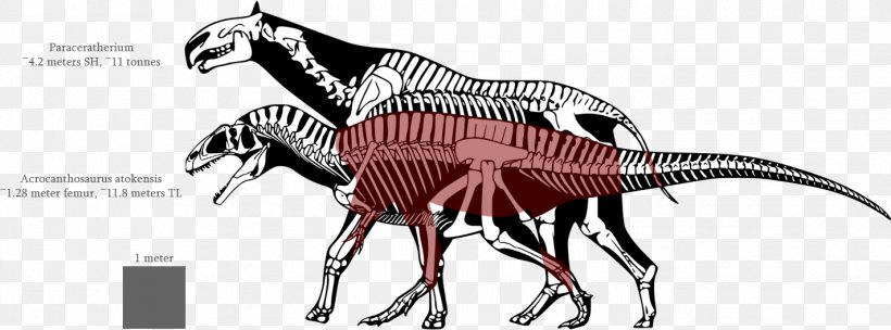 Tyrannosaurus Spinosaurus Dinosaur Size Allosaurus Nanotyrannus, PNG, 1422x528px, Tyrannosaurus, Acrocanthosaurus, Allosaurus, Animal Figure, Carnivoran Download Free
