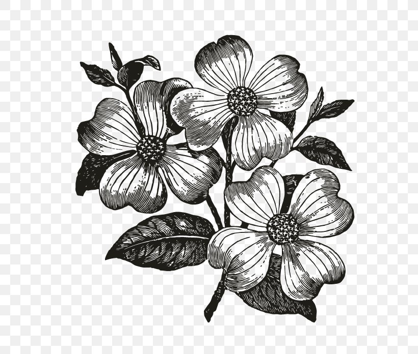 Flowering Dogwood Drawing Clip Art, PNG, 696x696px, Flowering Dogwood, Artwork, Black And White, Color, Coloring Book Download Free
